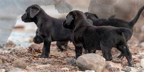 seasidegundogs