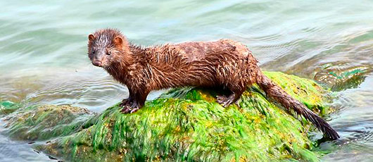 mink