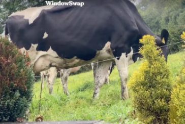 Fem forbløffende fredagslinks
